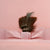 Premium Wool Pink Top Hat - Ferrecci USA 